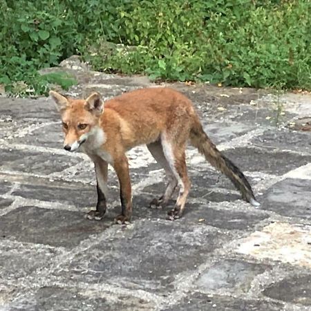 巴贝里诺·迪·穆杰罗Antica Dimora Di Laura公寓 外观 照片
